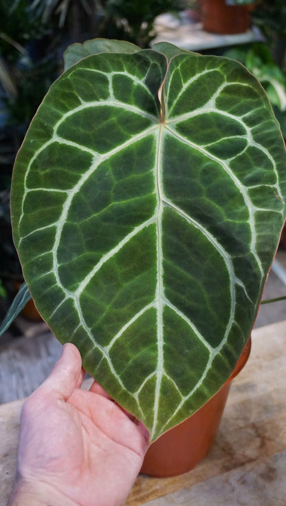Anthurium Crystallinum XL studio plantes rares jungle jardinerie strasbourg rare plant shop online pflanzen