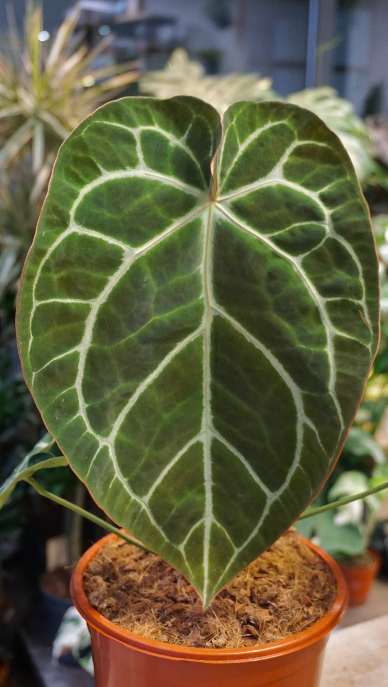 Anthurium Crystallinum XL studio plantes rares jungle jardinerie strasbourg rare plant shop online pflanzen