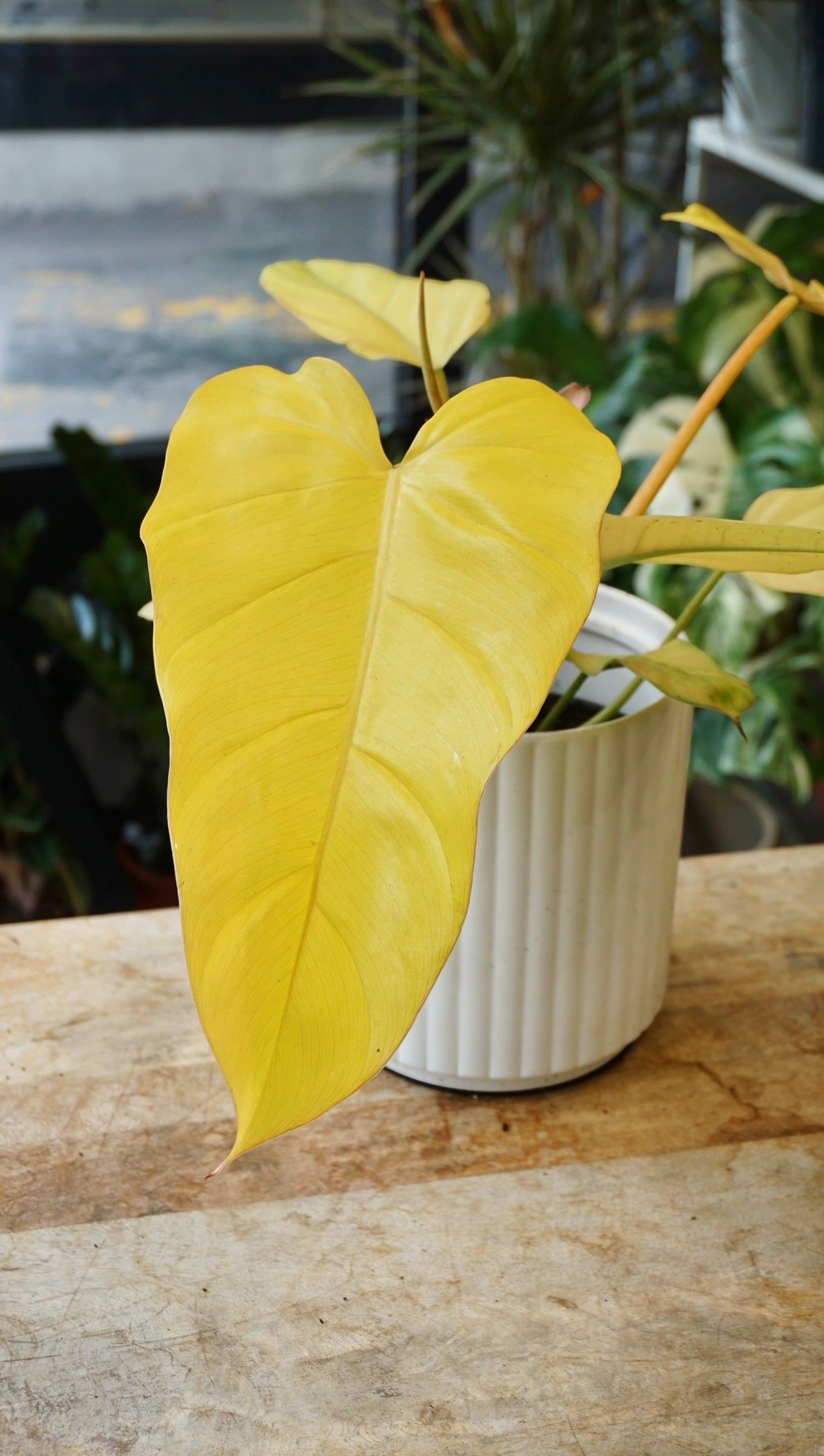 Philodendron Red Emerald Orange studio plantes rares jungle jardinerie plantes rares strasbourg rare plant shop online pflanzen