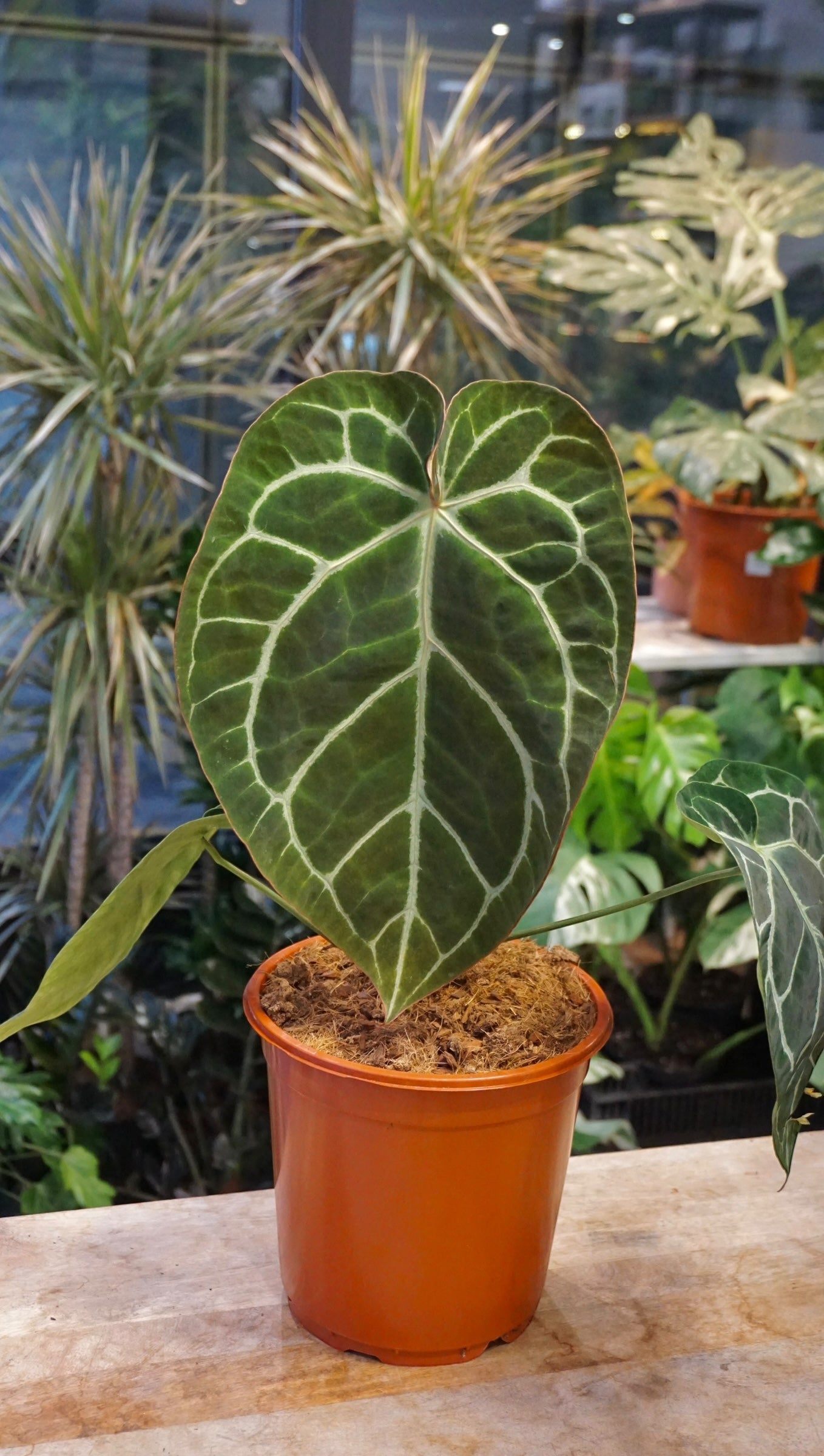 Anthurium Crystallinum XL studio plantes rares jungle jardinerie strasbourg rare plant shop online pflanzen