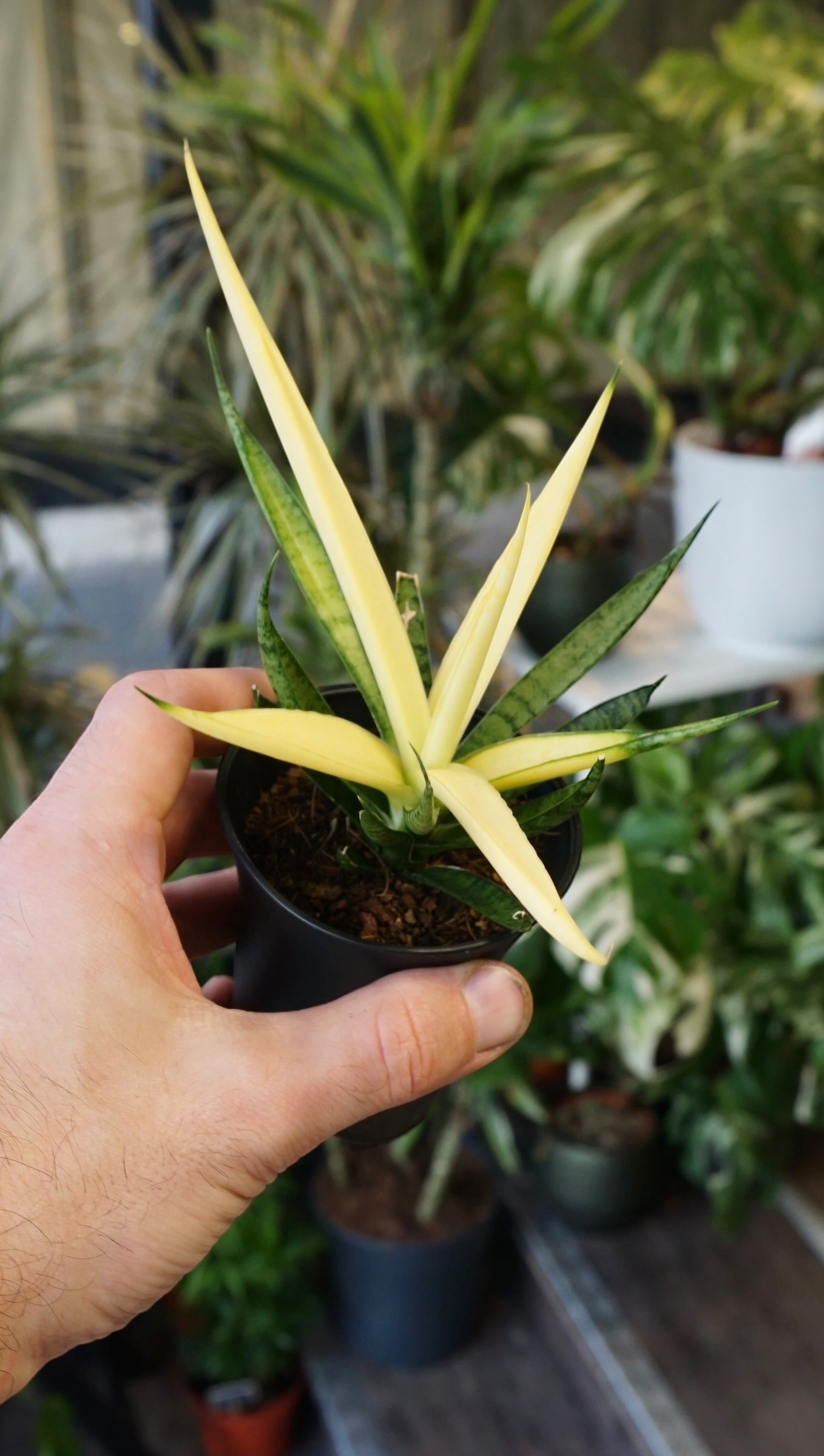 Sansevieria NoId "ghost"