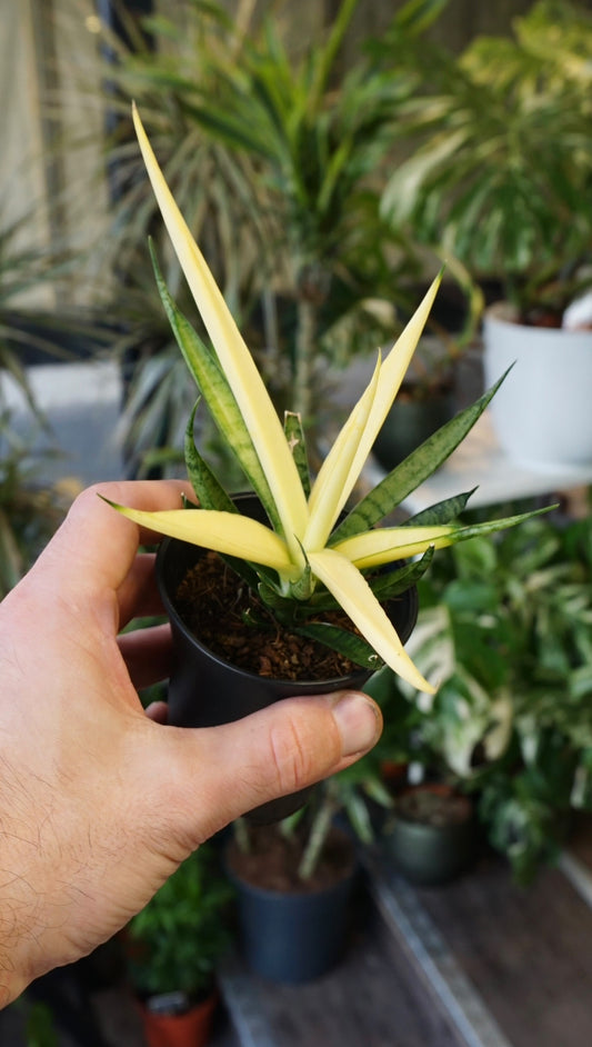 Sansevieria NoId "ghost"