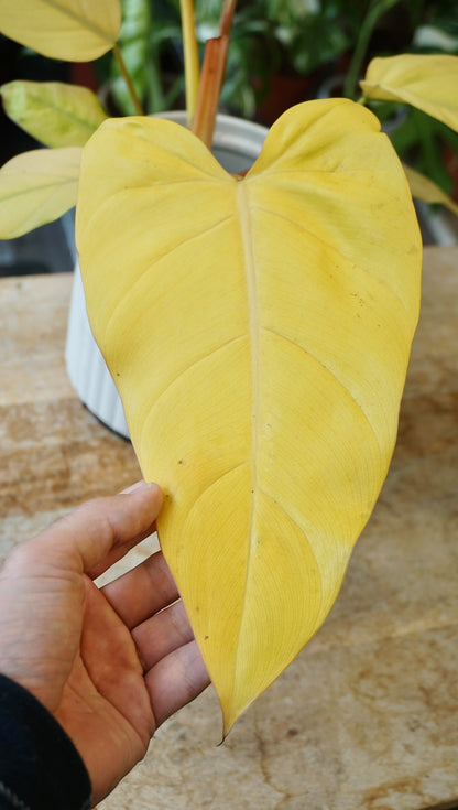 Philodendron Red Emerald Orange studio plantes rares jungle jardinerie plantes rares strasbourg rare plant shop online pflanzen