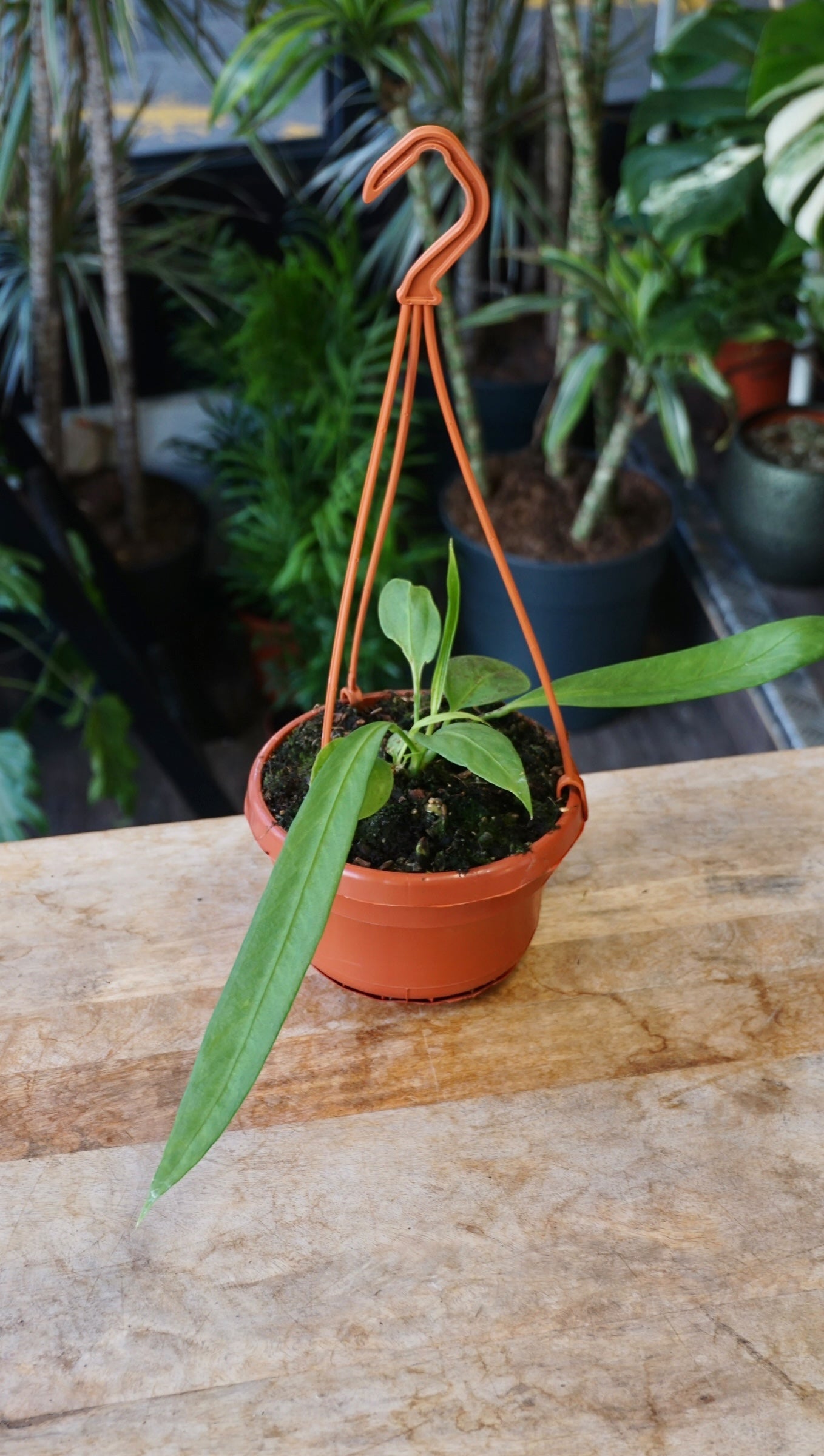 Anthurium Vittarifolium