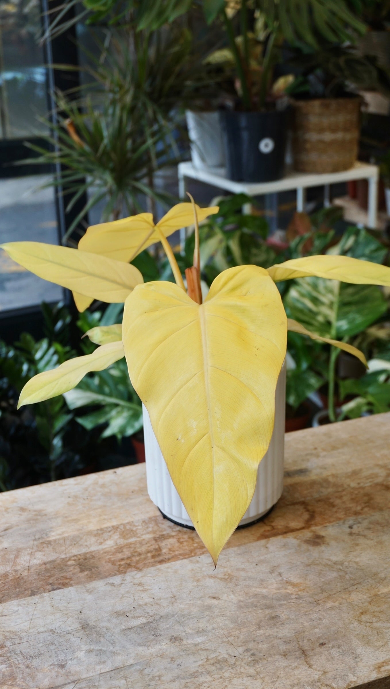 Philodendron Red Emerald Orange studio plantes rares jungle jardinerie plantes rares strasbourg rare plant shop online pflanzen