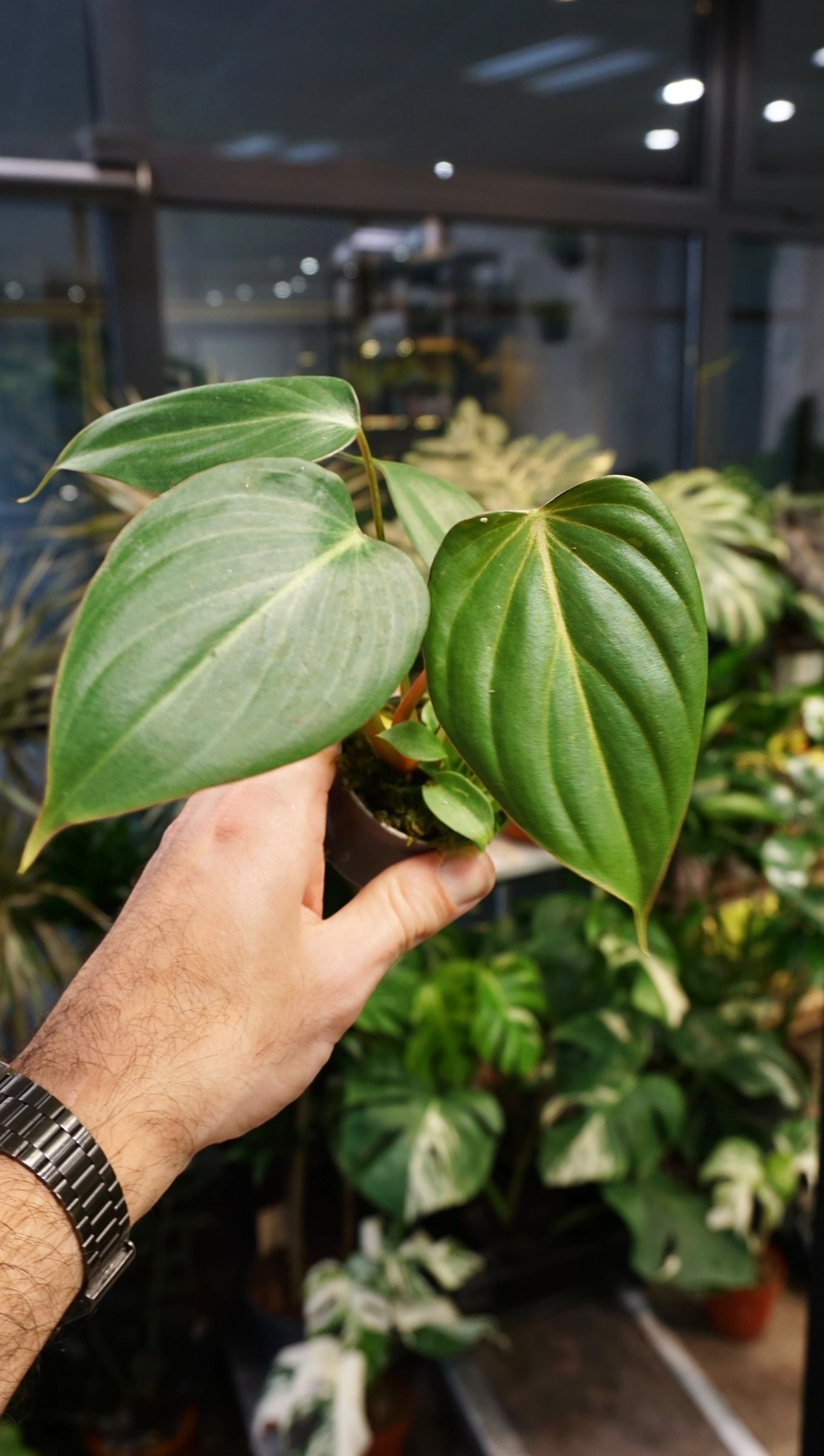 philodendron dark form Philodendron Gloriosum Dark Form – Studio Plantes