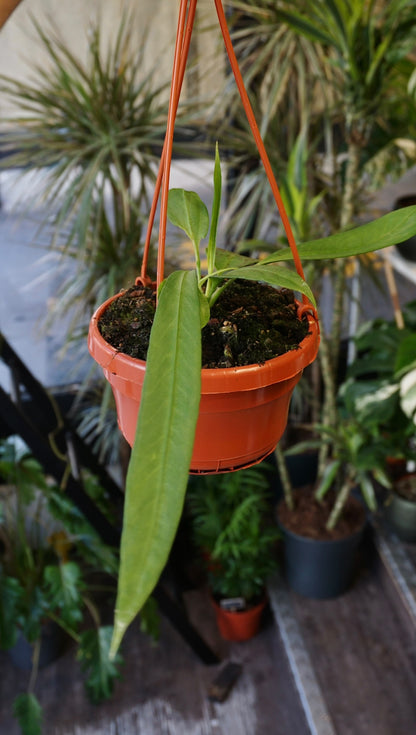 Anthurium Vittarifolium