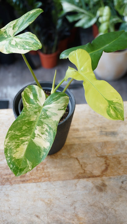 Philodendron Florida Beauty x Paraiso Verde