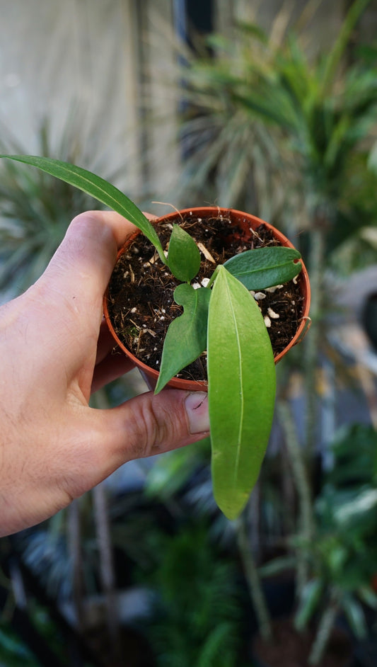 Anthurium Wendlingerii