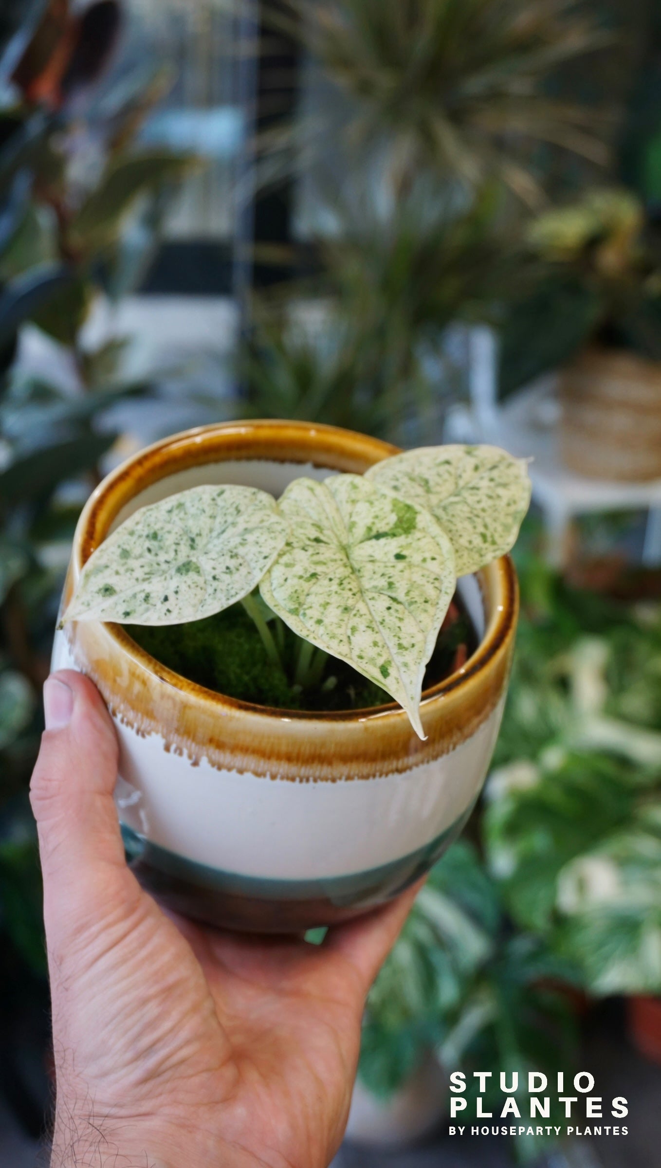 Alocasia Drachenschuppenminze | Seltene Zimmerpflanze
