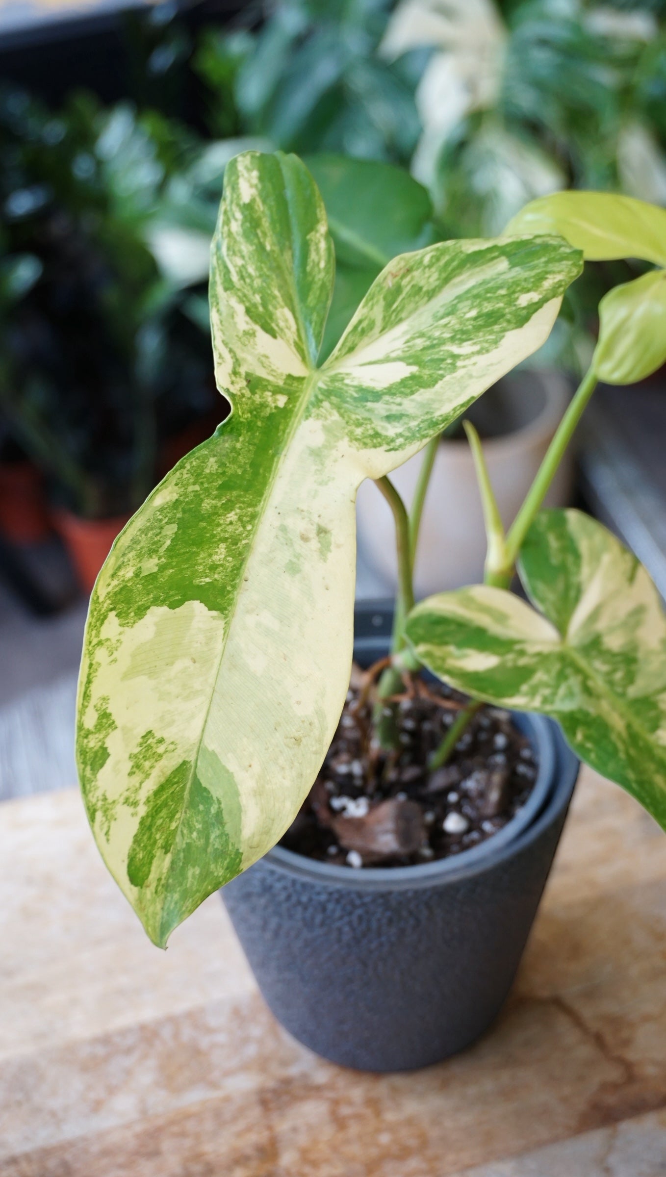 Philodendron Florida Beauty x Paraiso Verde