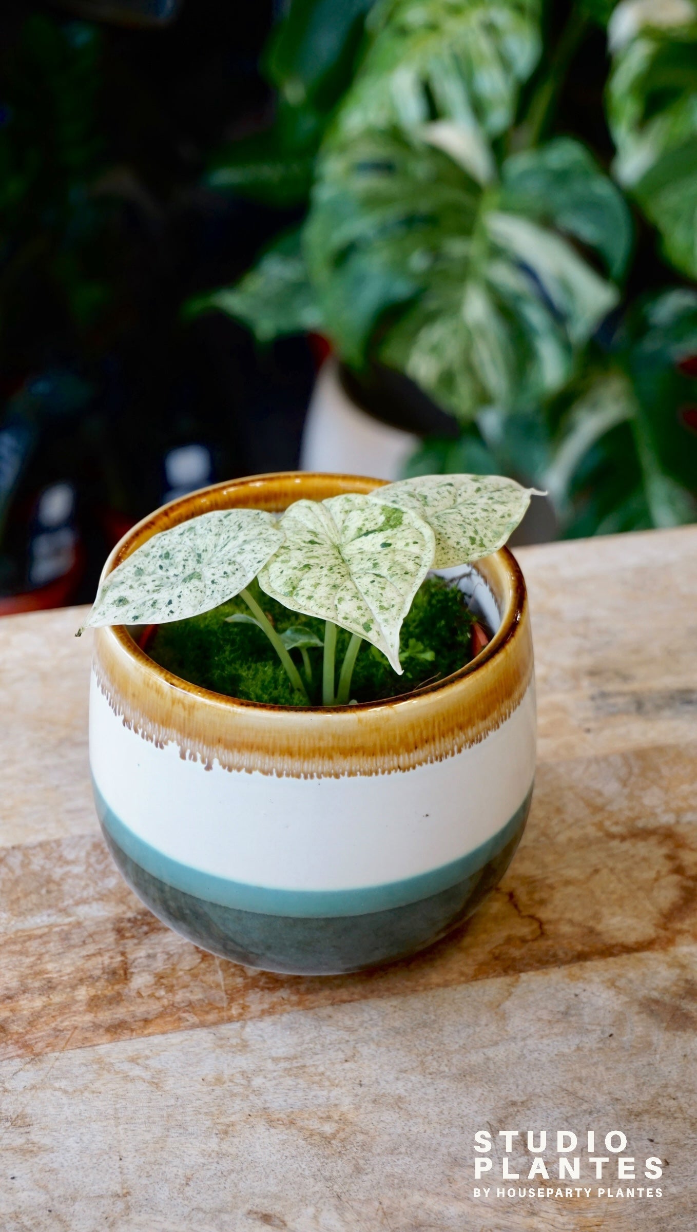 Alocasia Drachenschuppenminze