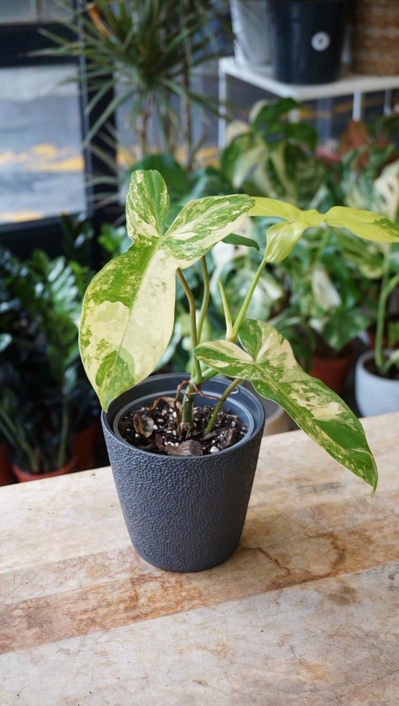 Philodendron Florida Beauty x Paraiso Verde