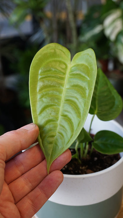 Anthurium Veitchii Narrow