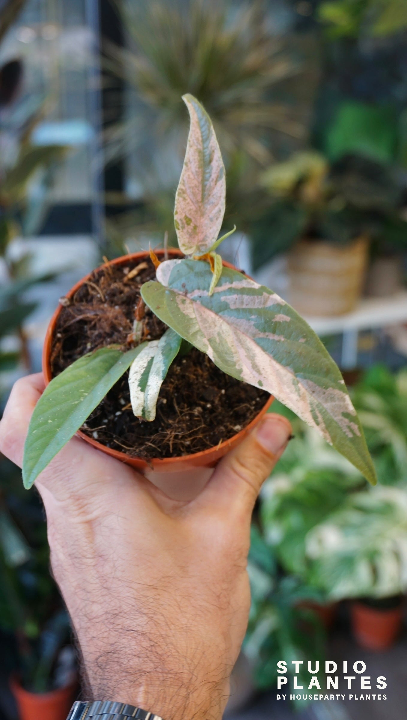 Ficus Sagittata Variegata studio plantes rares strasbourg jungle jardinerie rare plant shop online pflanzen