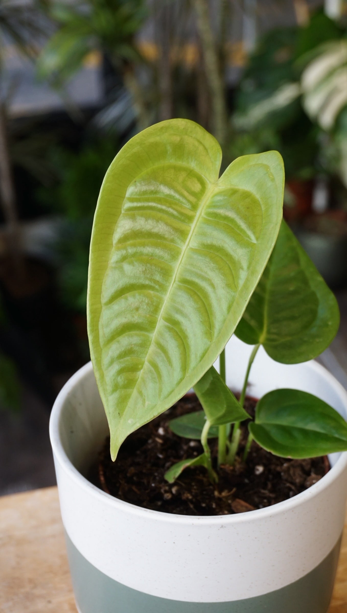 Anthurium Veitchii Narrow | Seltene Pflanze