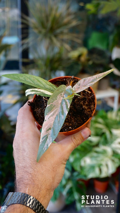 Ficus Sagittata Variegata studio plantes rares strasbourg jungle jardinerie rare plant shop online pflanzen
