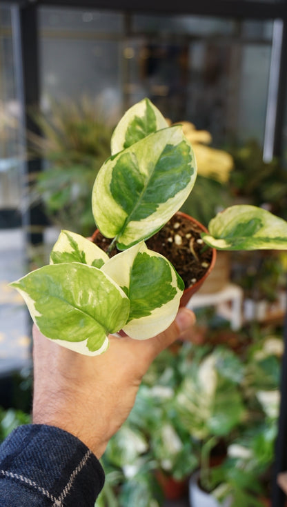 Epipremnum Lemon Meringue