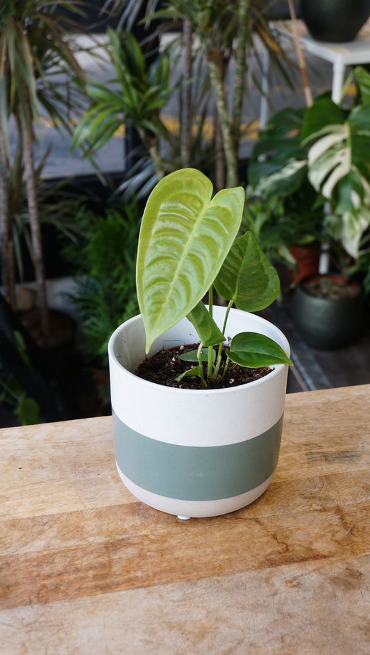 Anthurium Veitchii Narrow