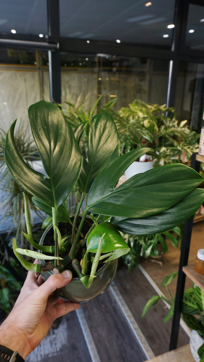 Rhaphidophora Decursiva