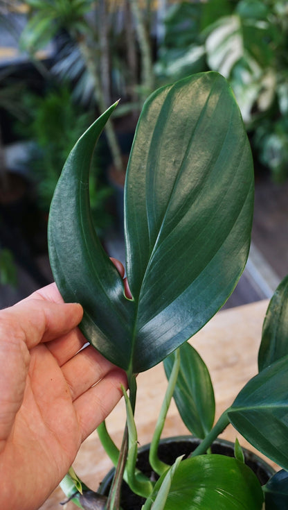 Rhaphidophora Decursiva