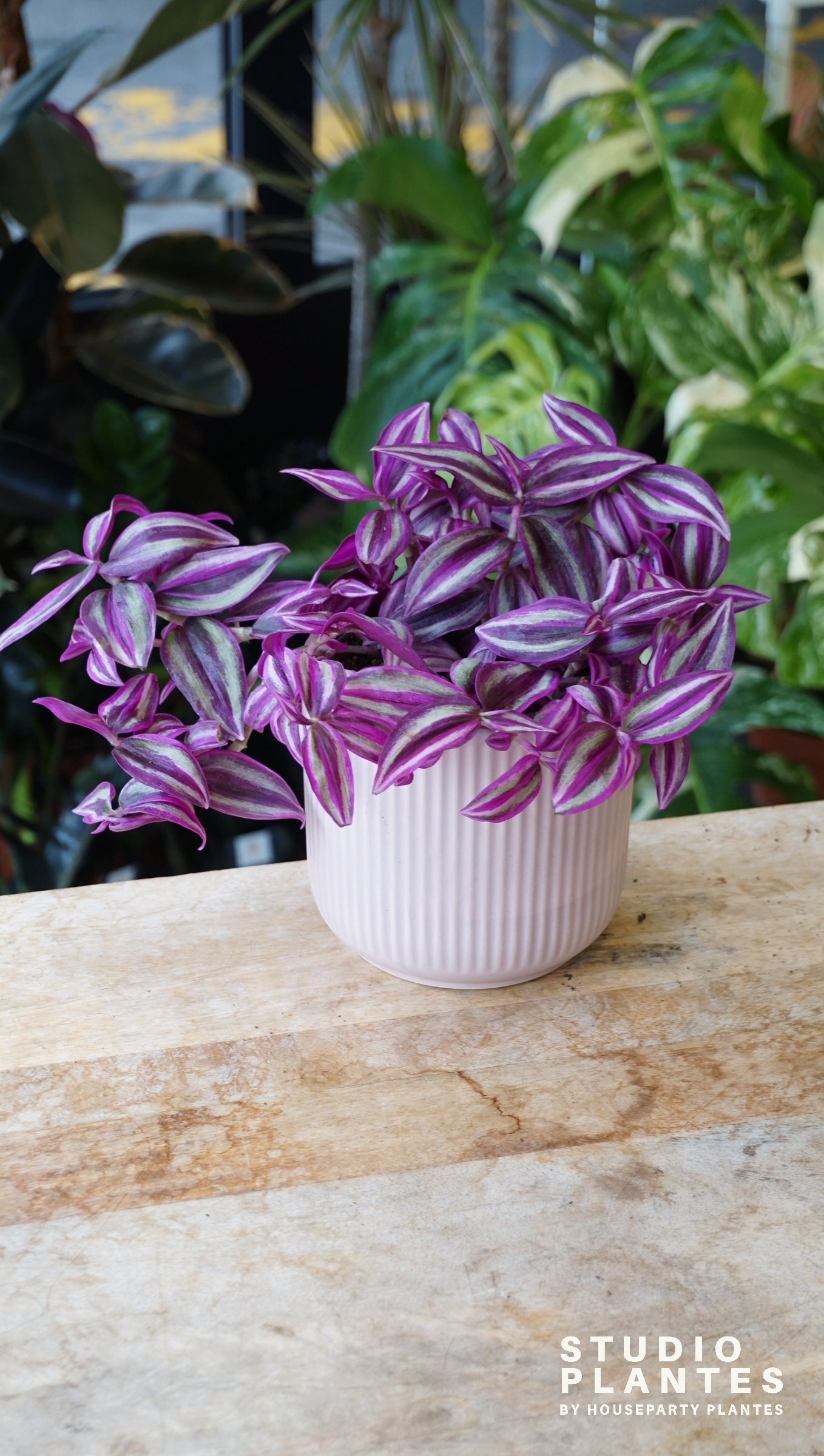 Tradescantia Zebrina Pink Paradise misère pink paradise studio plantes rares jungle jardinerie strasbourg rare plant shop online pflanzen