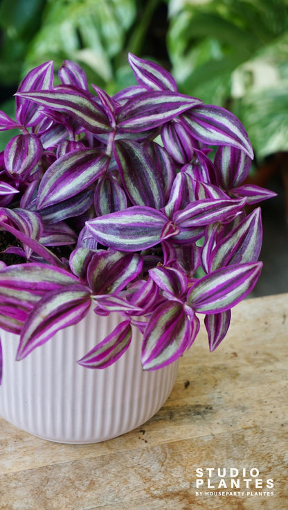 Tradescantia Zebrina Pink Paradise misère pink paradise studio plantes rares jungle jardinerie strasbourg rare plant shop online pflanzen