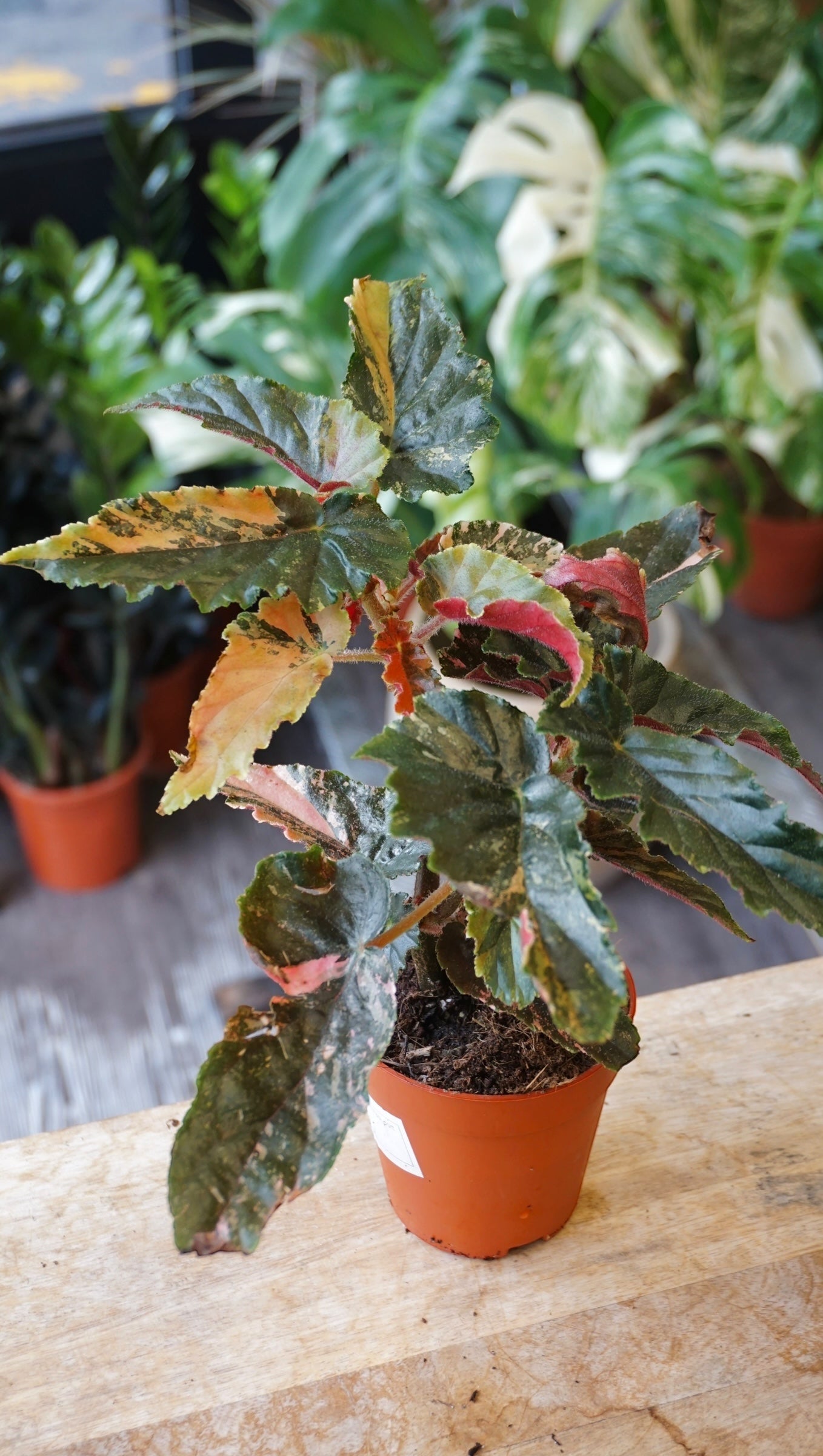 Begonia Ginny Galaxy Variegata