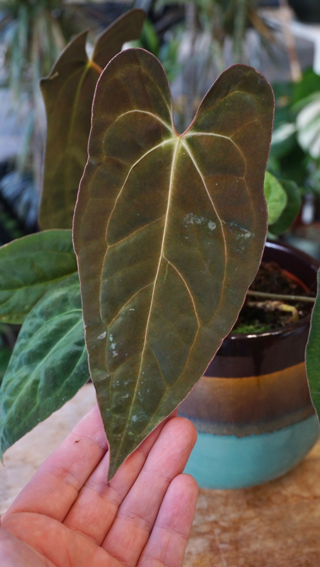 Anthurium Papillilaminum Hybrids - different forms