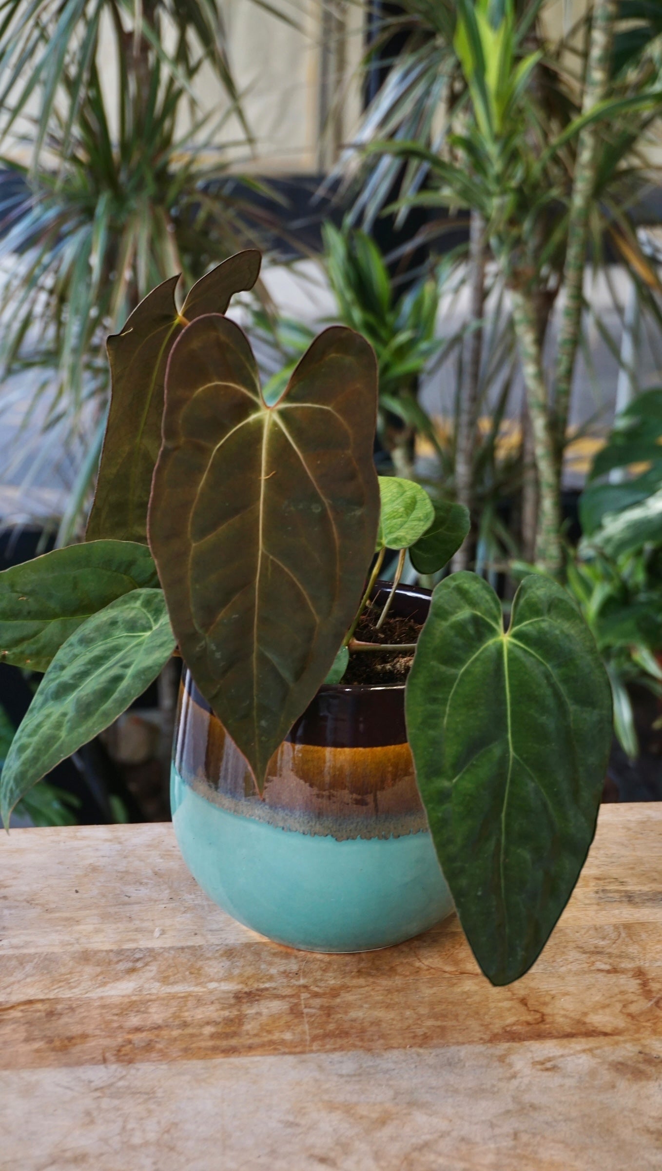 Anthurium Papillilaminum Hybrids - different forms