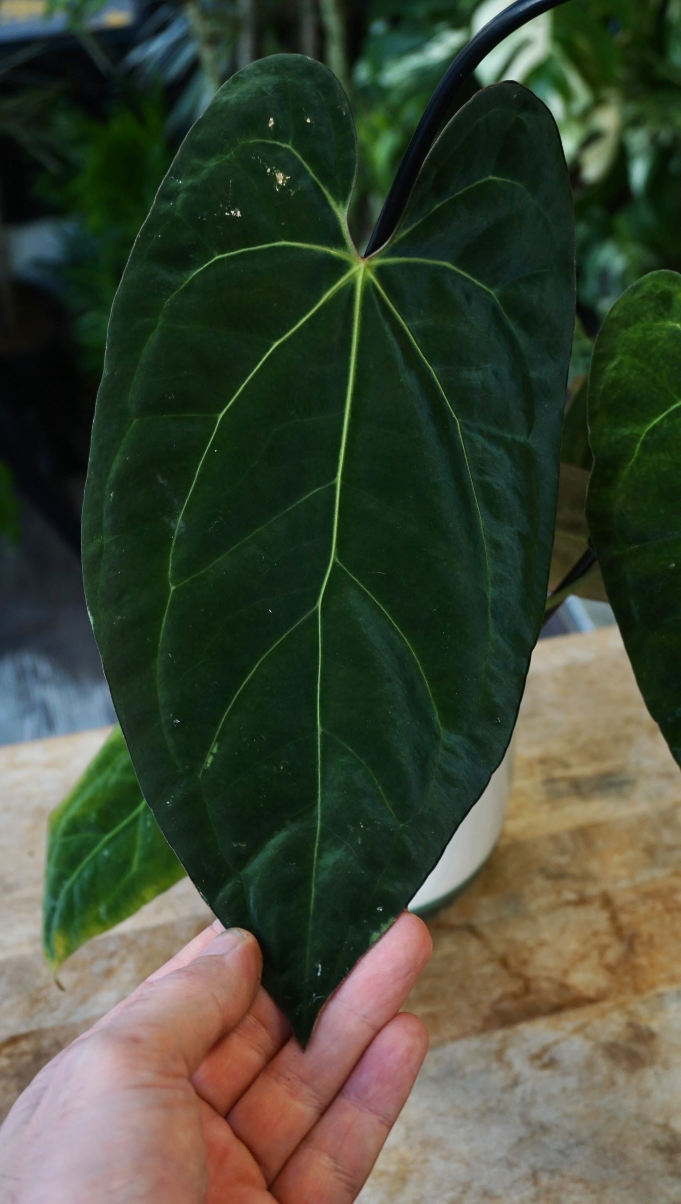 Anthurium Papillilaminum Hybrids - different forms