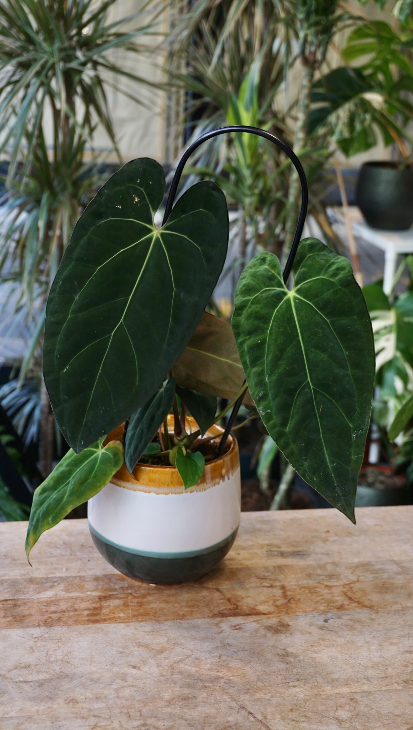 Anthurium Papillilaminum Hybrids - different forms
