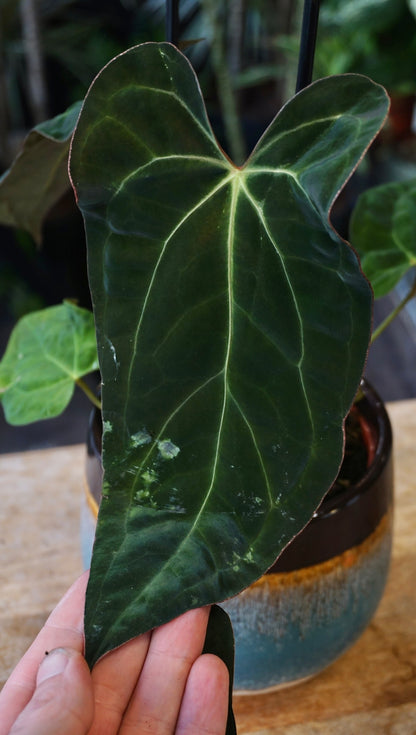 Anthurium Papillilaminum Hybrids - different forms