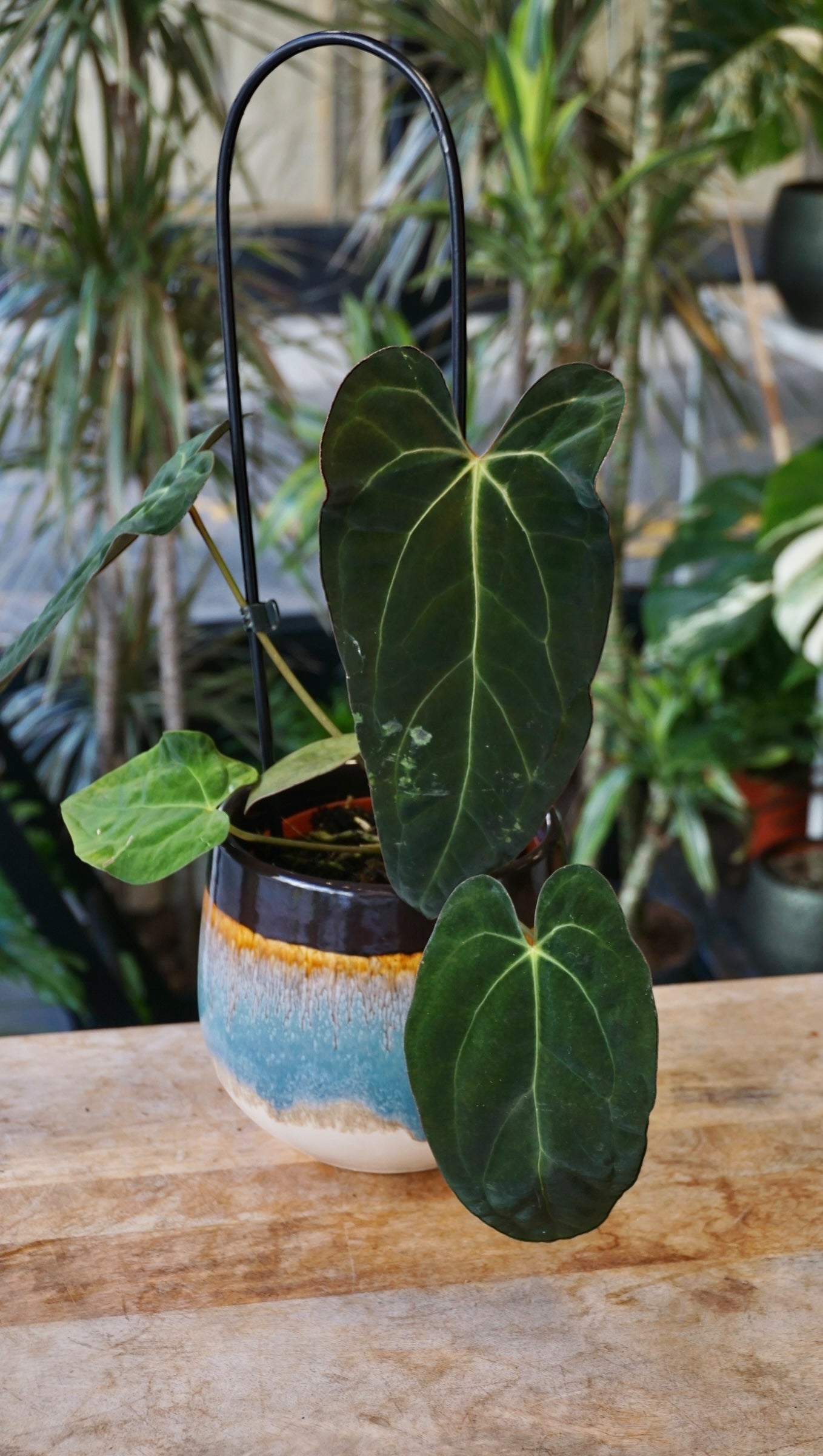 Anthurium Papillilaminum Hybrids - different forms