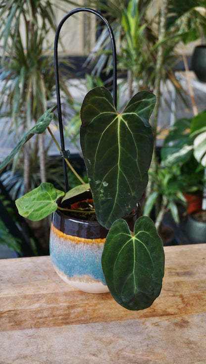 Anthurium Papillilaminum Hybrids - different forms