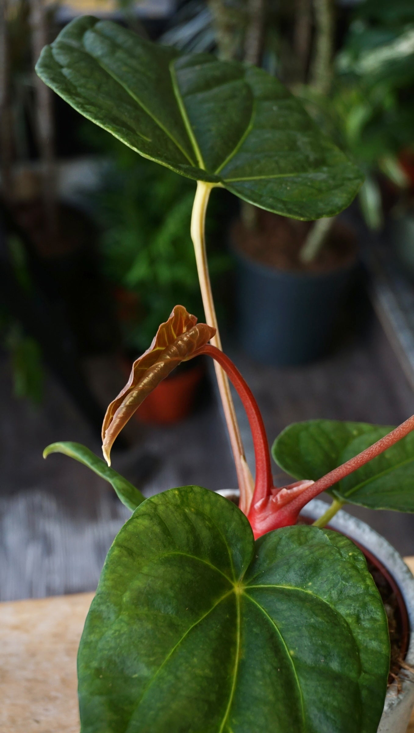 Anthurium Papillilaminum Hybrids - different forms