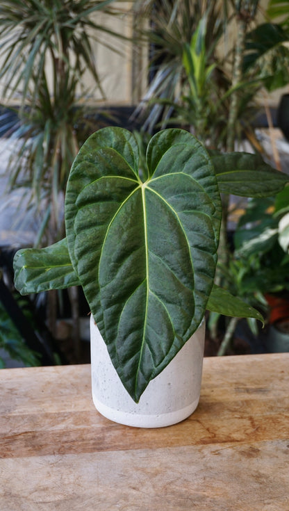 Anthurium Papillilaminum Hybrids - different forms