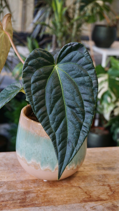 Anthurium Papillilaminum Hybrids - different forms