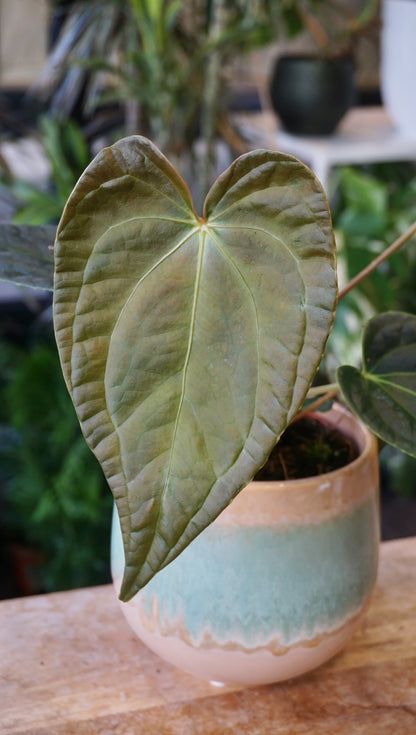 Anthurium Papillilaminum Hybrids - different forms