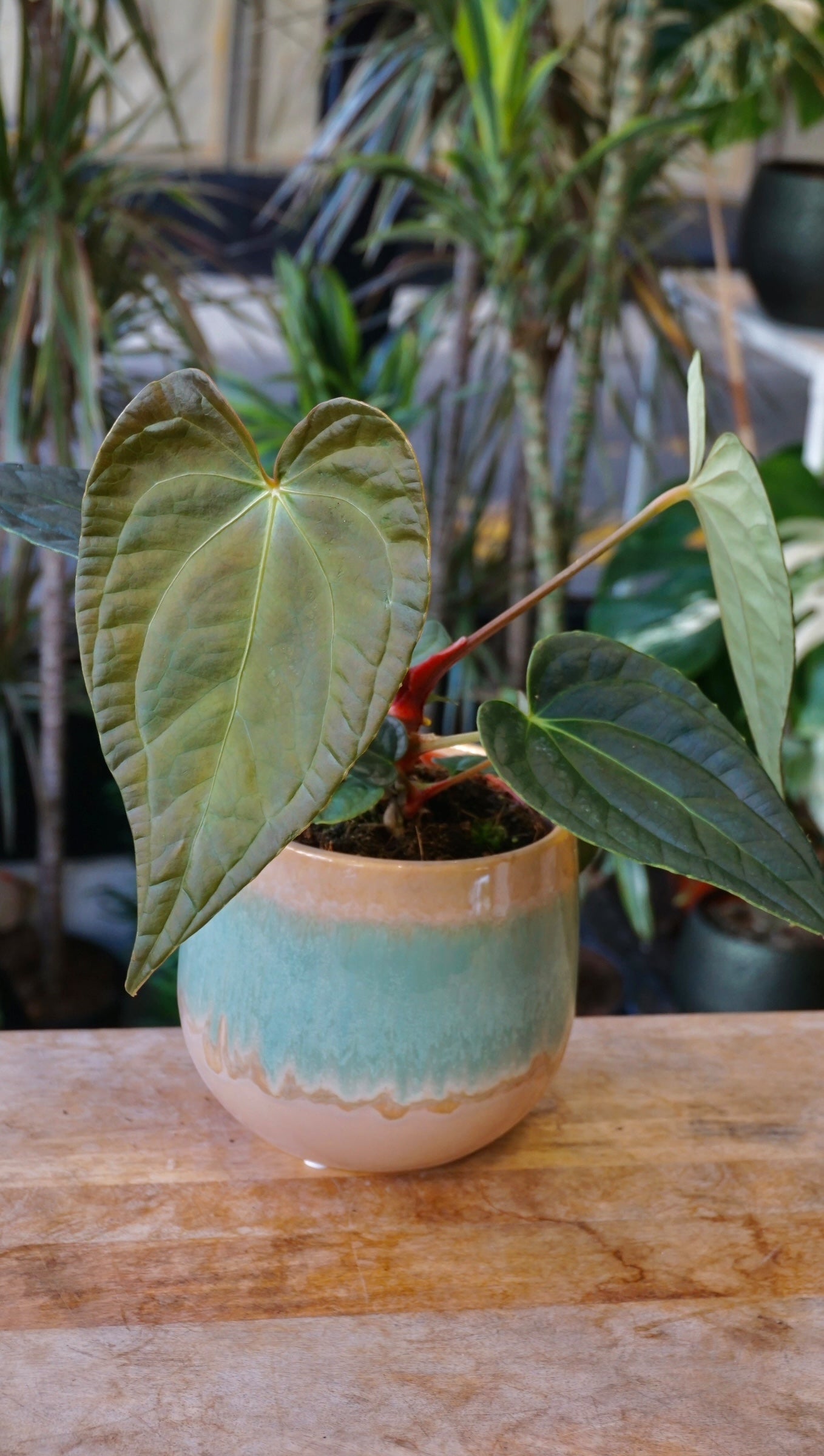 Anthurium Papillilaminum Hybrids - different forms