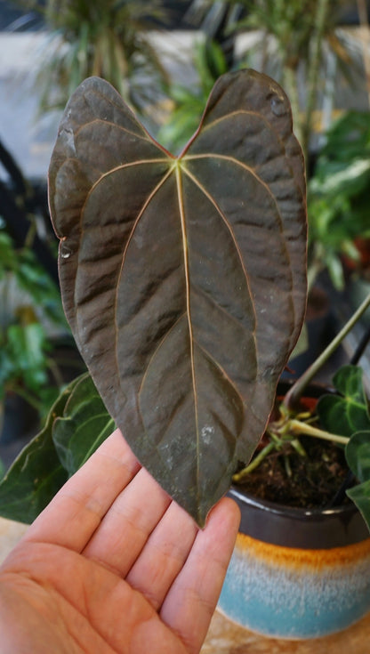 Anthurium Papillilaminum Hybrids - different forms