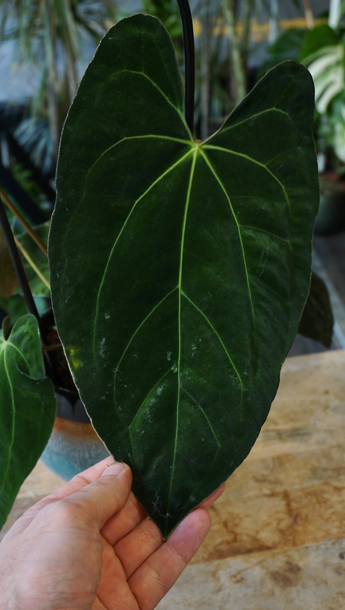 Anthurium Papillilaminum Hybrids - different forms