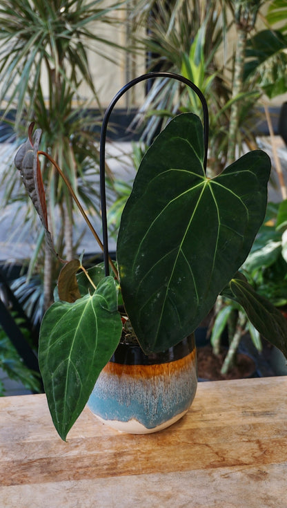Anthurium Papillilaminum Hybrids - different forms