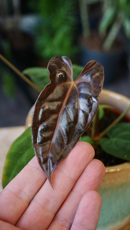 Anthurium Papillilaminum Hybrids - different forms