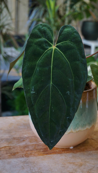 Anthurium Papillilaminum Hybrids - different forms