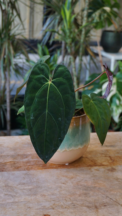 Anthurium Papillilaminum Hybrids - different forms