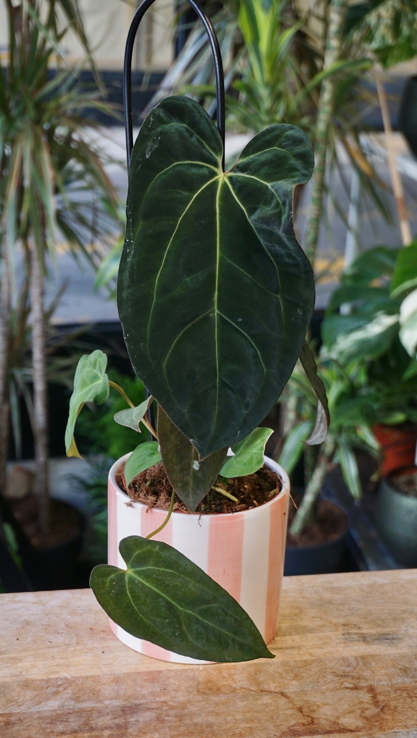 Anthurium Papillilaminum Hybrids - different forms