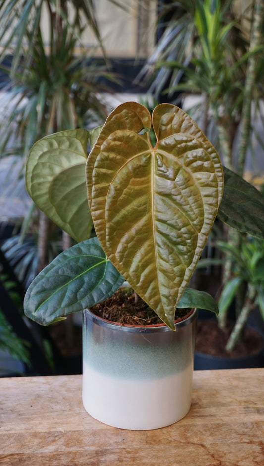 Anthurium Papillilaminum Hybrids - different forms