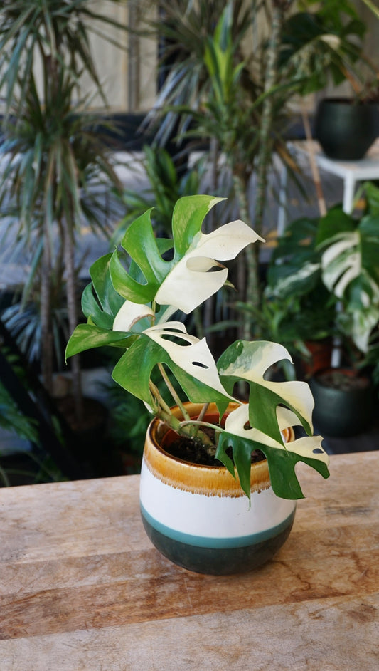 Rhaphidophora Tetrasperma Variegata - Monstera Minima Variegata