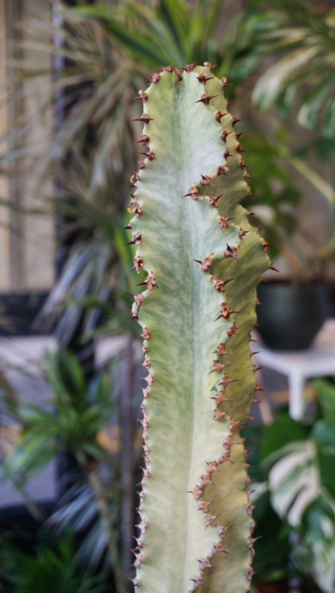 Euphorbia Ingens Variegata – Studio Plantes